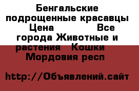 Бенгальские подрощенные красавцы. › Цена ­ 20 000 - Все города Животные и растения » Кошки   . Мордовия респ.